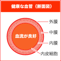 健康な血管（断面図）